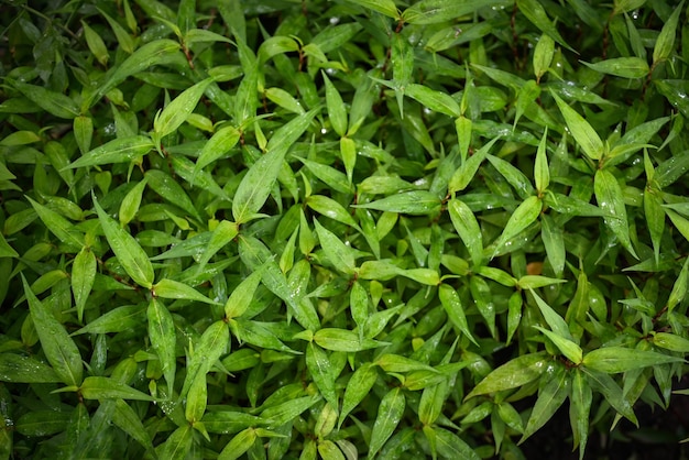 Nature green leaf background tree grows vietnamese coriander herb and vegetable vietnamese mint in the garden