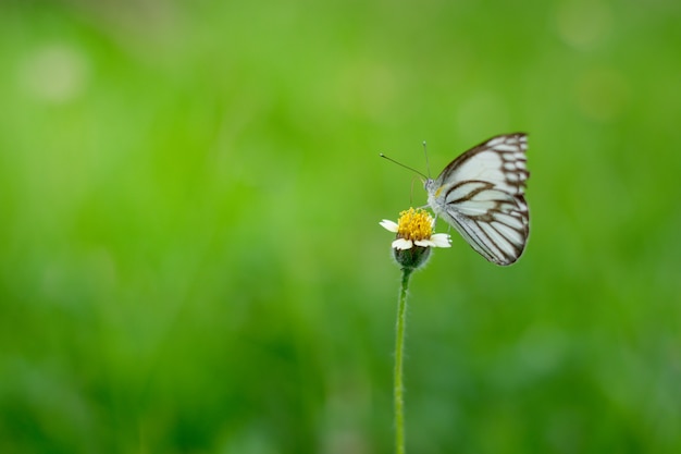 Nature and green leaf blur background, close up flower, flesh and relax environment
