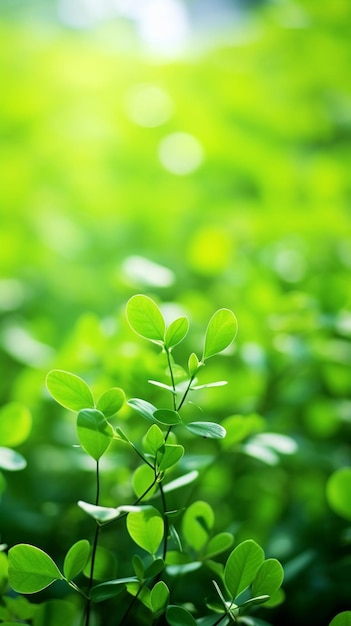 Nature of green leaf in garden at summer decor