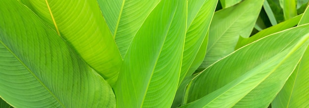 Nature of green leaf in the garden in summer Natural green leaves plants spring background