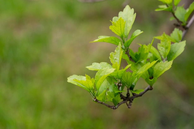 Nature of green leaf in garden at summer Natural green leaves plants using as spring background cover page environment ecology