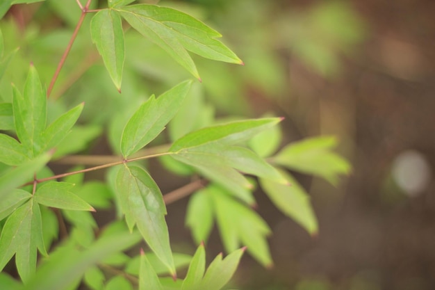 The nature of green leaves in the garden in summer. Natural green leaves of plants used