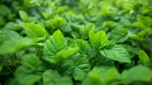 Nature Green plants closeup Unusual nature view