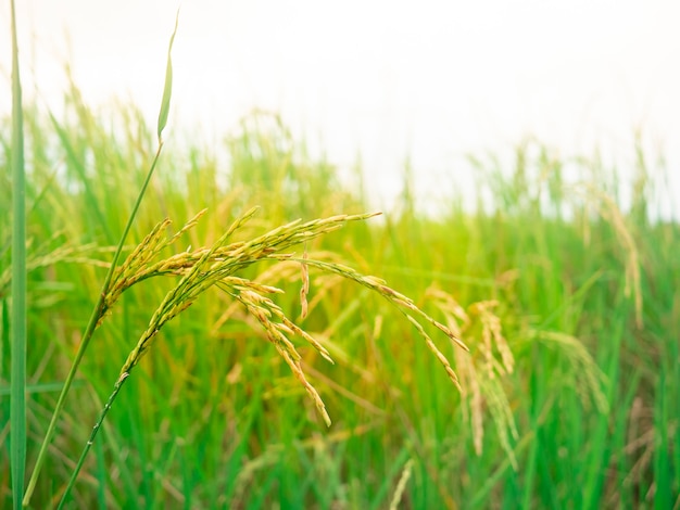 Nature green rice field 