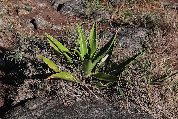 Nature of Kenia and Tanzania Africa