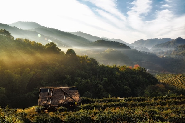 Nature landscape at 2000 Tea Plantation, Doi Ang Khang, Chiang Mai, Thailand