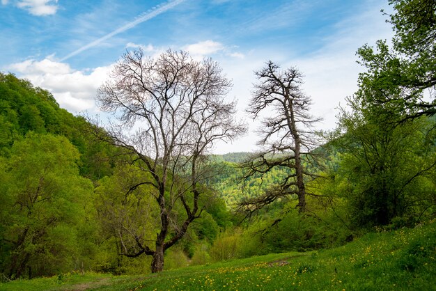 Nature Landscape in the summer