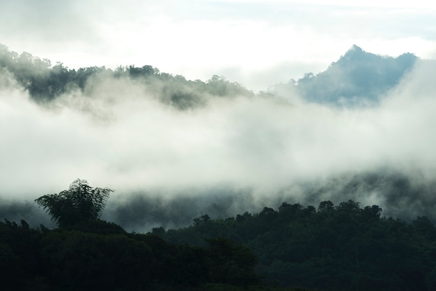 Nature landscape view of tropical rain forest, Khao Yai National Park, Thailand