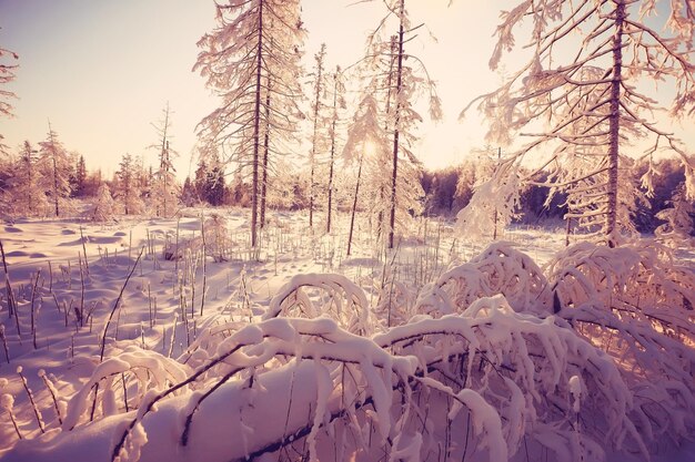 nature landscape winter forest frosted