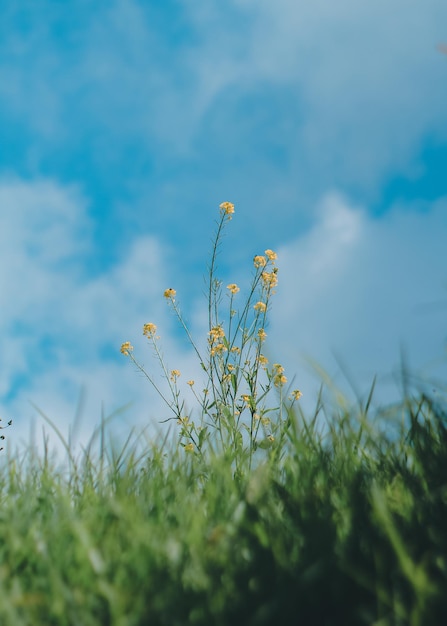 Nature landscape with sky hills and grass on foreground