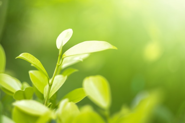 Nature leaf green in the gardenConcept organic leaves green and clean ecology in summer sunlight