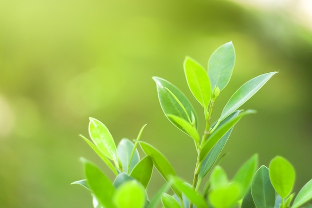 Nature leaf green in the gardenConcept organic leaves green and clean ecology in summer sunlight