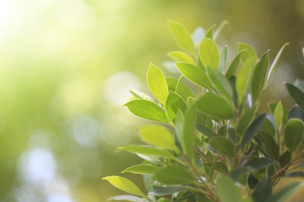 Nature leaf green in the gardenConcept organic leaves green and clean ecology in summer sunlight