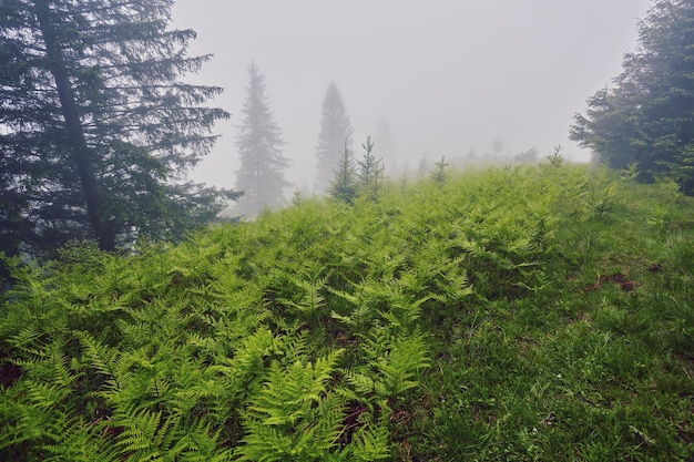 Nature panorama green forest mountain fog cloud travel