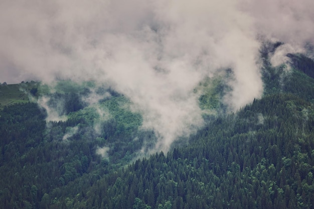 Nature panorama green forest mountain fog cloud travel