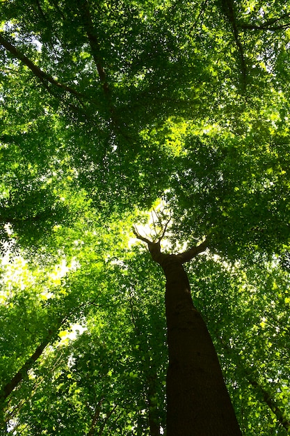 Nature. pathway in the forest with sunlight