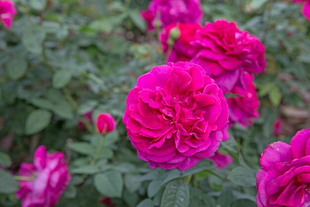 Nature Pink Rose flower with green leaves