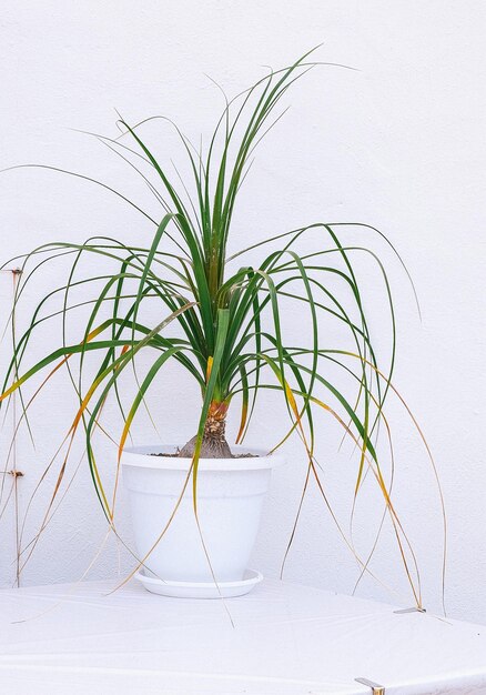 Nature plants wallpaper Travel Canary island Decor Palm in white tropical summer location Minimalist background