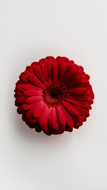 Nature red gerbera flower isolated on a white background