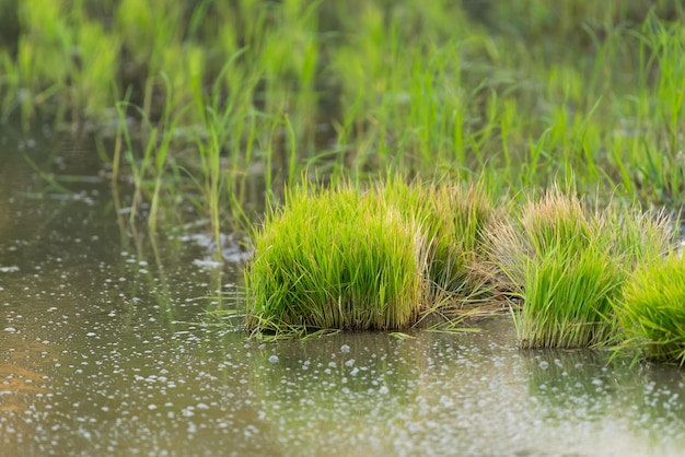 Nature of rice field on rice paddy