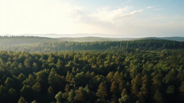 Nature's Canvas A Stunning Forest Tapestry from Above