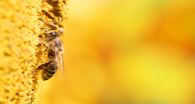 Nature's Collaboration Sunflower and a Honeybee in Harmony