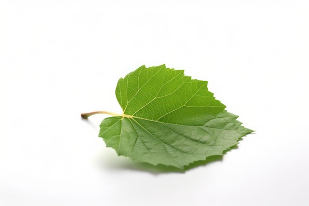 Nature's simplicity captured in a single green leaf isolated