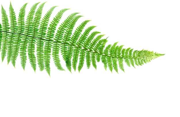 Nature's Simplicity Isolated Fern Leaf on a Clean White Background Minimalist Botanical Beauty