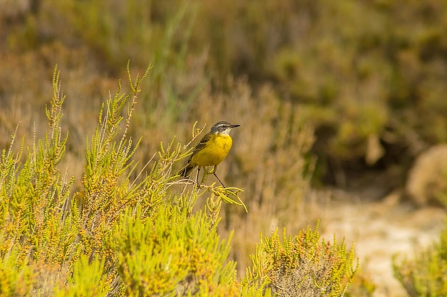 Nature's Songsters Western Yellow Wagtail Birds Amidst the Wilderness