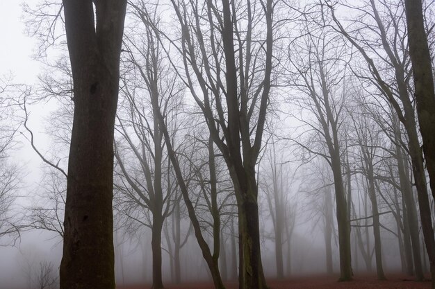 Photo nature s veil trees amidst forest fog