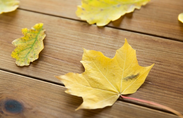 nature, season, autumn and botany concept - close up of many different fallen autumn leaves on wooden board