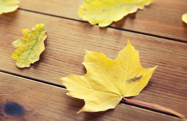 nature, season, autumn and botany concept - close up of many different fallen autumn leaves on wooden board