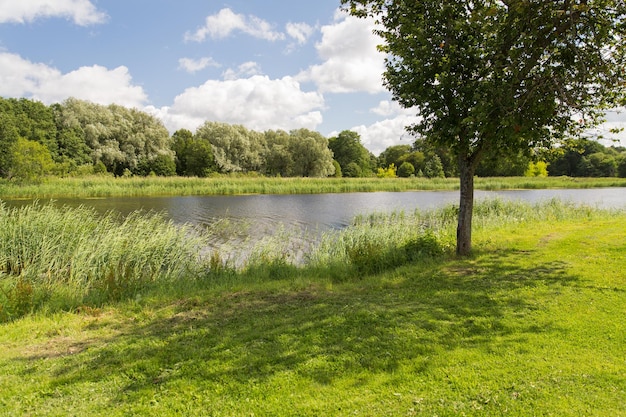 nature, season, landscape and environment concept - summer field and trees