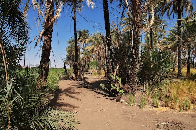 Nature in the small village on Nile river, Sudan