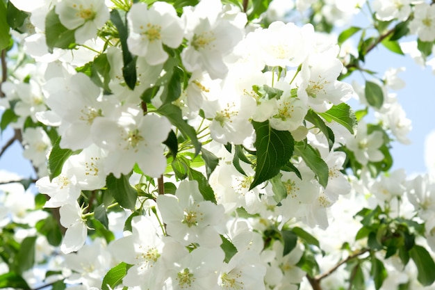 Nature in the spring. Apple tree in bloom.