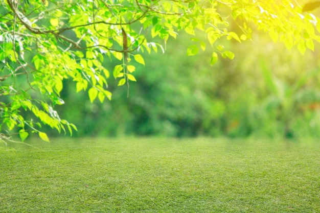 nature spring grass background texture