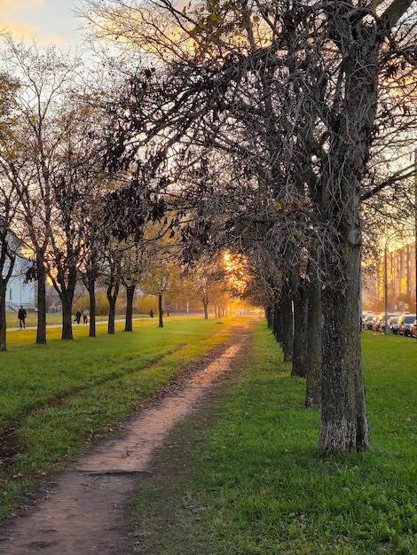 Nature street Park beautiful season tree yellow light sunrise in city alley Vertical view