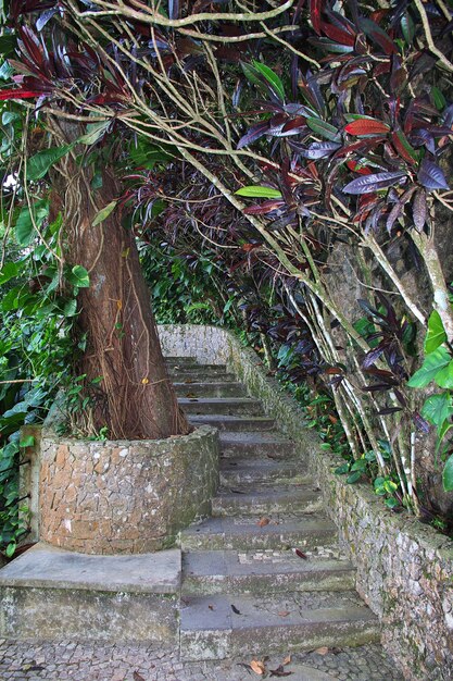 The nature on Sugarloaf mountain in Rio de Janeiro, Brazil