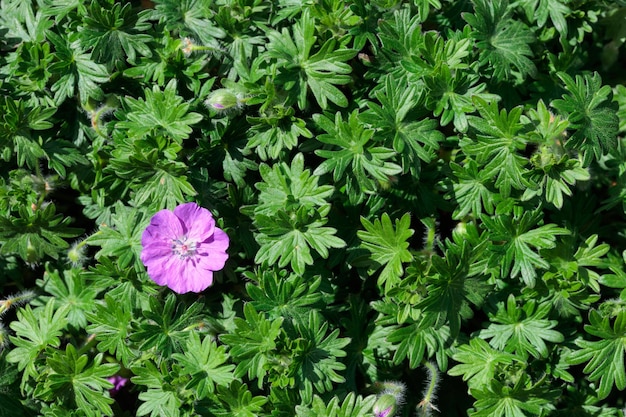 Nature summer background with flowers