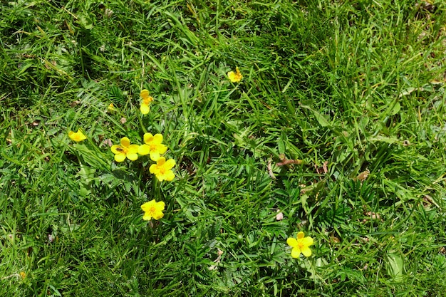 Nature summer background with flowers