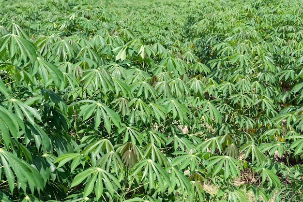 Nature of sweet potatoes plantation yam farming