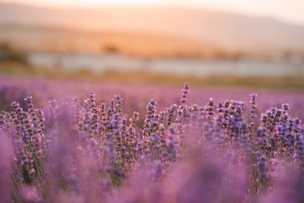 Nature texture background of blooming lavender flowers in field over sunset outdoor Summer vacation