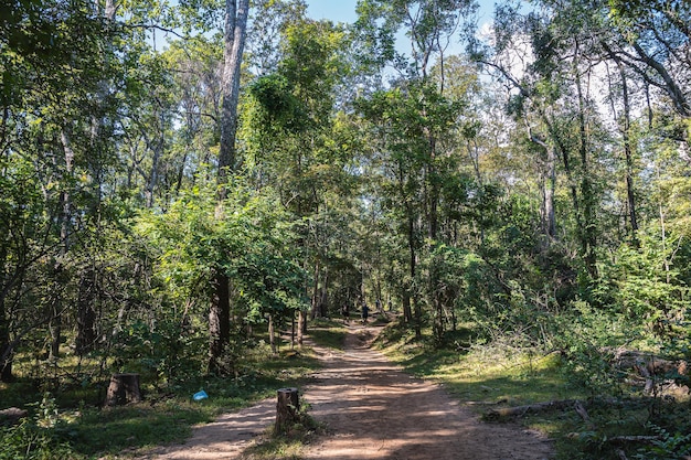 Nature trail in Phukradueang national park loei city thailandPhu Kradueng National Park is one of the best known national parks of Thailand