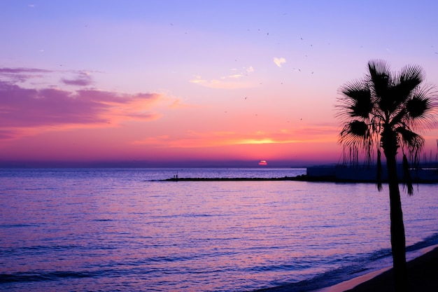 Nature in twilight period on sea beautiful clouds are painted in orange In the foreground is a palm tree Nature background