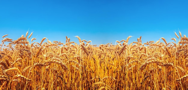 Nature Ukraina flag meadow wheat under sky