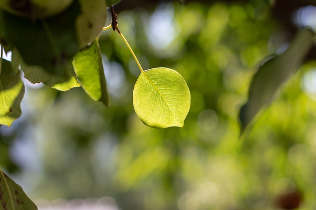 Nature view of green leaf on blurred greenery background in garden with copy space as background