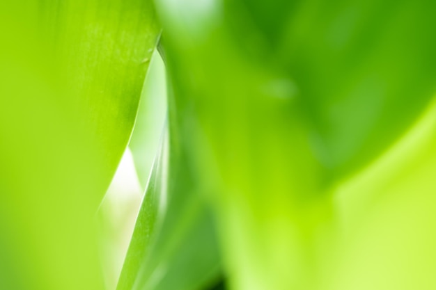 Nature view of green leaf on blurred greenery background in garden with copy space using as background natural green plants landscape ecology fresh wallpaper