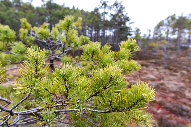 Nature view of a swamp with a pine tree branch in the foreground