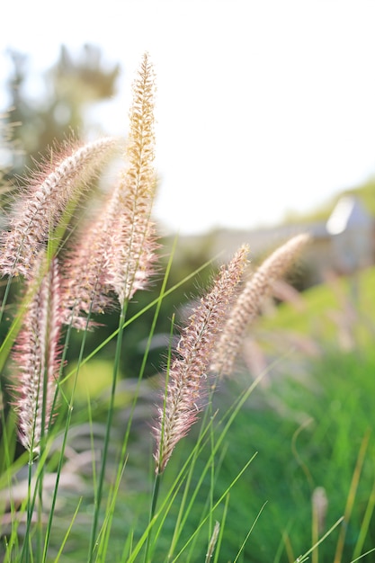 Nature wild grass flower at golden sunset. Shallow depth of field.