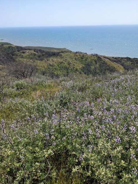 Nature and wildflowers at Point Reyes national seashore California